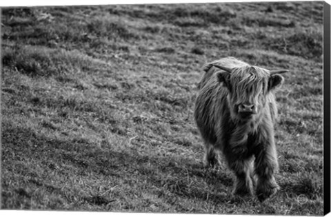 Framed Highland Cow Calf in the Wind Print