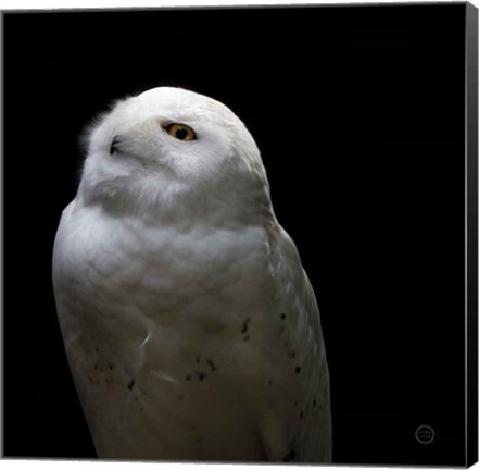 Framed Snowy Owl Looks to the Sun Print