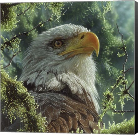 Framed Bald Eagle Print