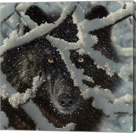 Framed Winter Black Wolf Print