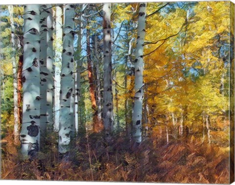 Framed Autumn Aspens Print