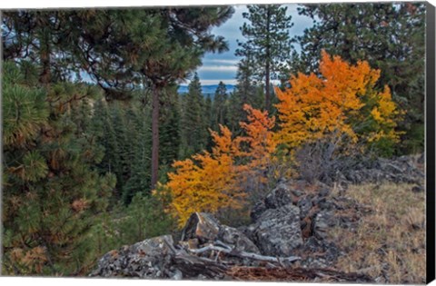 Framed Aspen Blaze Print