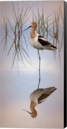 Framed American Avocet Print