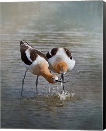 Framed American Avocet II Print