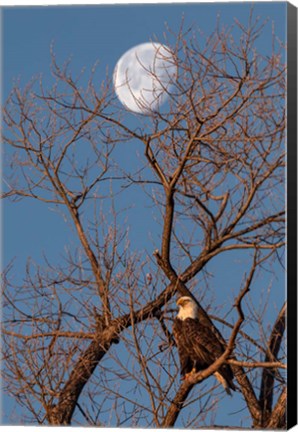 Framed Eagle Moon Print