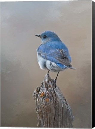 Framed Mountain Bluebird Print