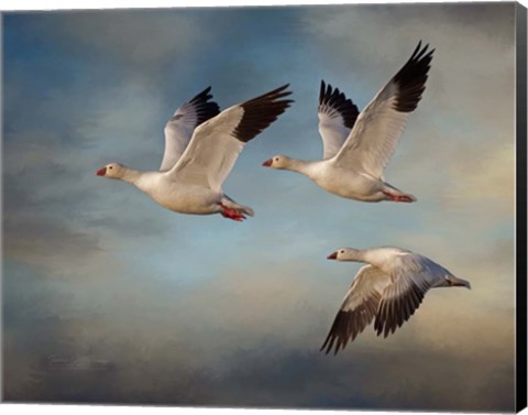 Framed Snow Geese Print