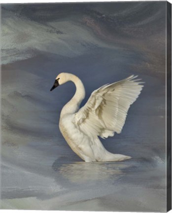 Framed Tundra Swan Print