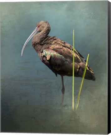 Framed White Faced Ibis Print