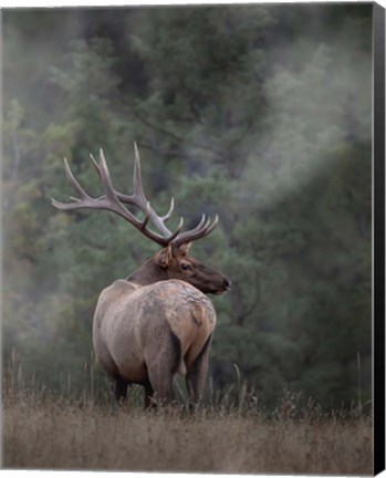 Framed Bull Elk II Print