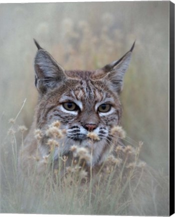 Framed Bobcat Print