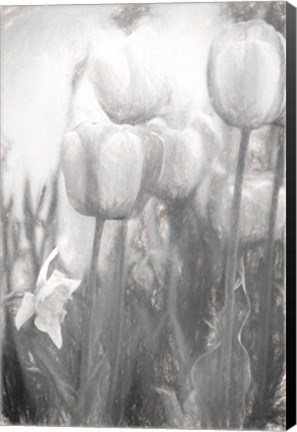 Framed Tulips II Print