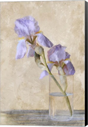 Framed Blue Iris Stem Print