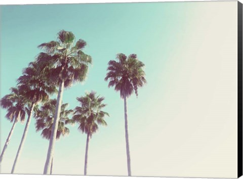 Framed Palms Against The Evening Sky Print