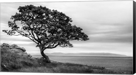 Framed Bonsai Tree Print