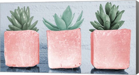 Framed Pink Potted Succulents Print