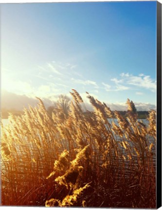 Framed Beach Grass Print