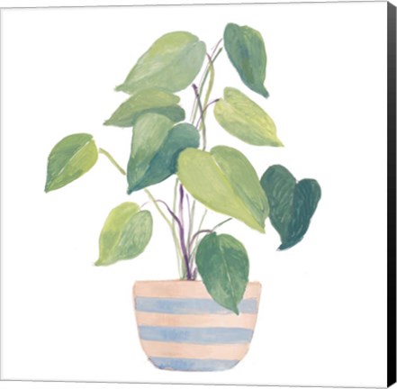 Framed Mother-In-Law Plant In Striped Pot Print