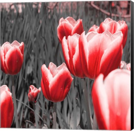 Framed Red Tulips I Print