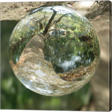 Framed Nature Droplets Print