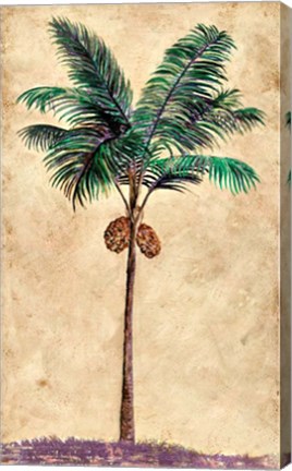 Framed Coconut Tribal Palm II Print