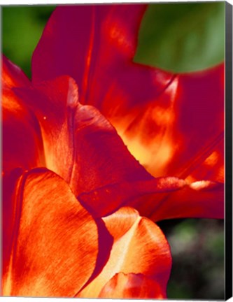 Framed Romantic Tulips II Print