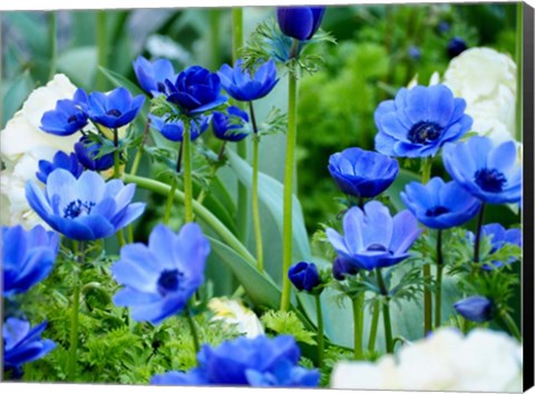 Framed Vibrant Blue Hues Print