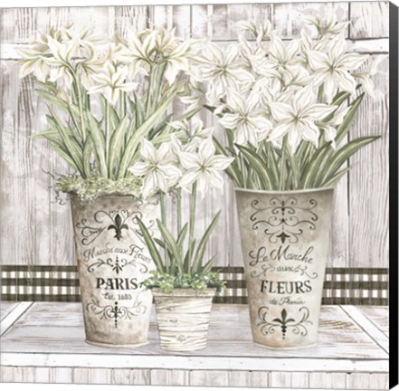 Framed Amaryllis Multi Pots Print