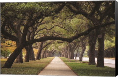 Framed Alley of Live Oaks Print