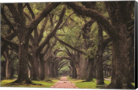 Framed Lane of Oaks Print