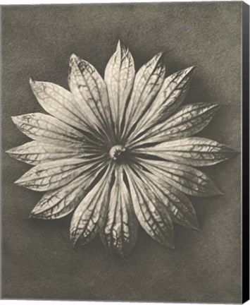 Framed Blossfeldt Flower II Print