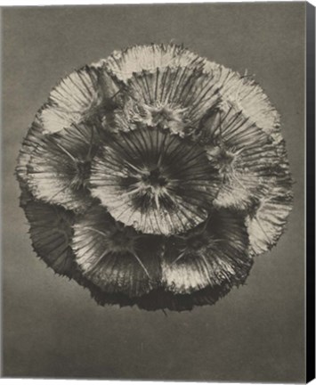 Framed Blossfeldt Flower III Print