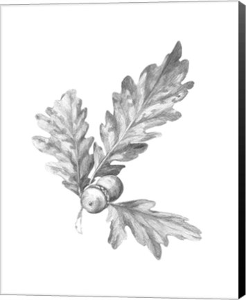 Framed Oak Leaf Pencil Sketch I Print