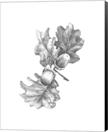 Framed Oak Leaf Pencil Sketch II Print