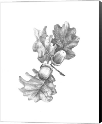 Framed Oak Leaf Pencil Sketch II Print