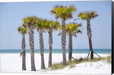 Framed Coastal Palms II Print