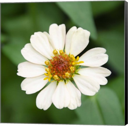 Framed Cropped Garden Flowers I Print