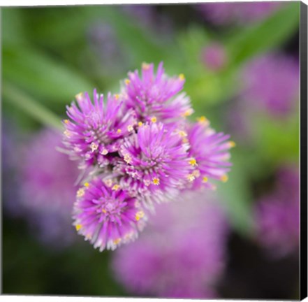 Framed Cropped Garden Flowers IV Print