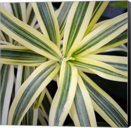 Framed Cropped Garden Leaves I Print