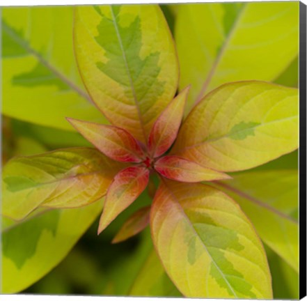 Framed Cropped Garden Leaves III Print