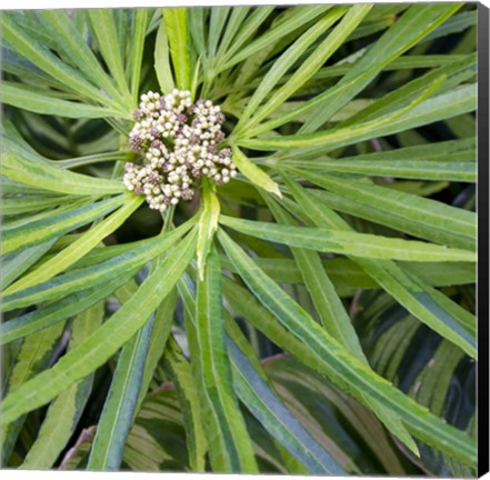 Framed Cropped Garden Leaves V Print