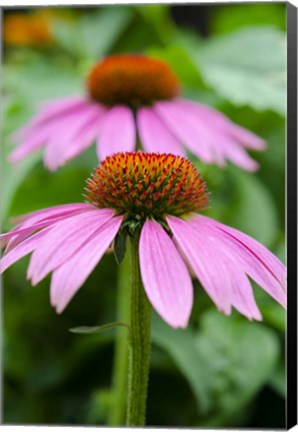 Framed Pink Coneflowers I Print