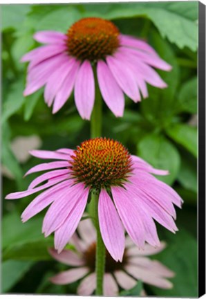 Framed Pink Coneflowers II Print