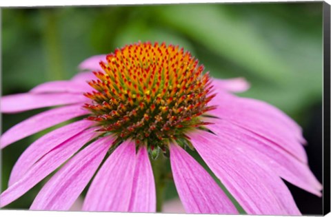 Framed Pink Coneflowers III Print