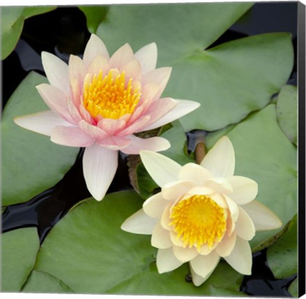 Framed Water Lily Flowers I Print