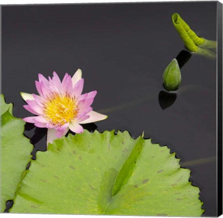 Framed Water Lily Flowers II Print