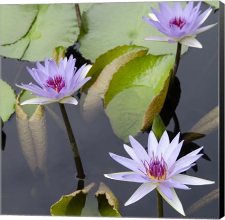 Framed Water Lily Flowers IV Print