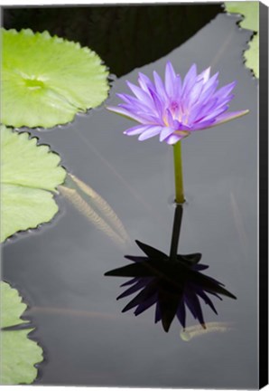 Framed Water Lily Flowers VI Print