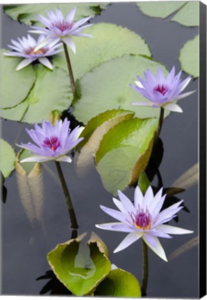 Framed Water Lily Flowers VII Print