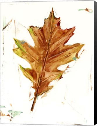 Framed Autumn Leaf Study II Print